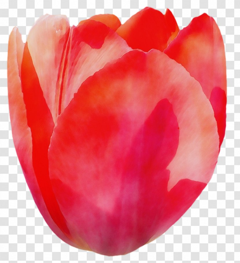 Petal Red Tulip Flower Plant - Cut Flowers Coquelicot Transparent PNG