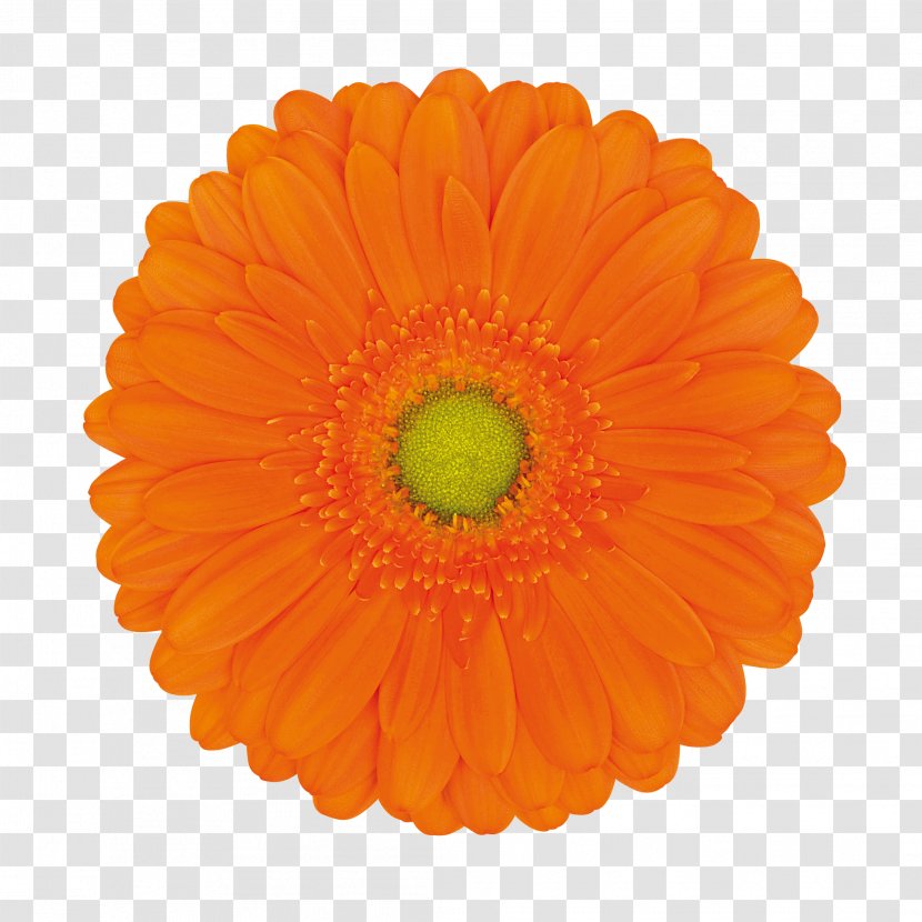 Transvaal Daisy Cut Flowers Orange Color - Flower Transparent PNG