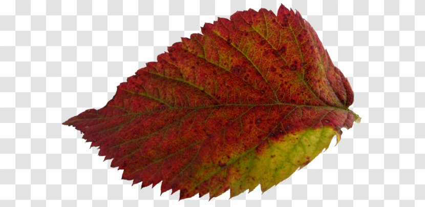 Leaf Autumn Leaves Yaprak - Net Transparent PNG