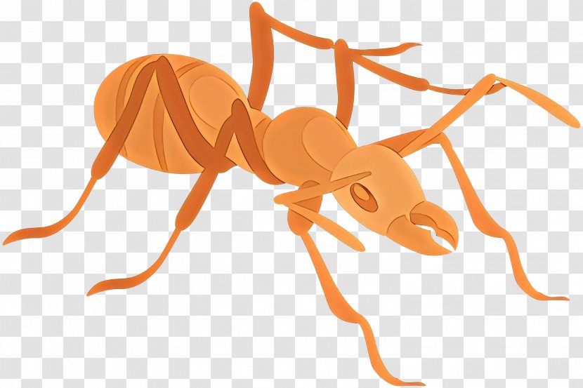 Ant Clip Art Image Vector Graphics - Arthropod - Cartoon Transparent PNG