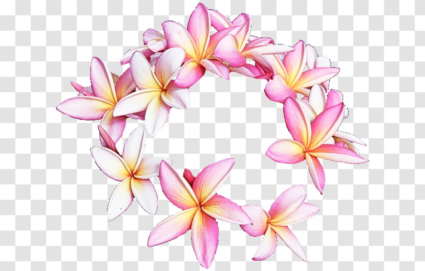 Frangipani Flower Pink Petal Plant Transparent PNG