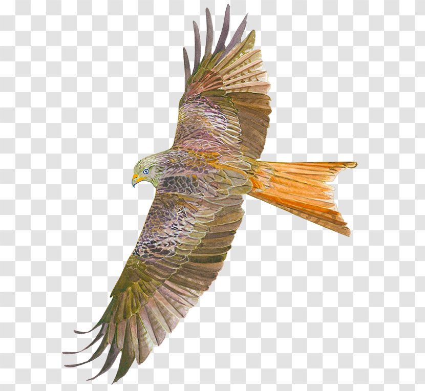 Bird Of Prey Accipitriformes Buzzard Hawk - Common - Kite Festival Transparent PNG