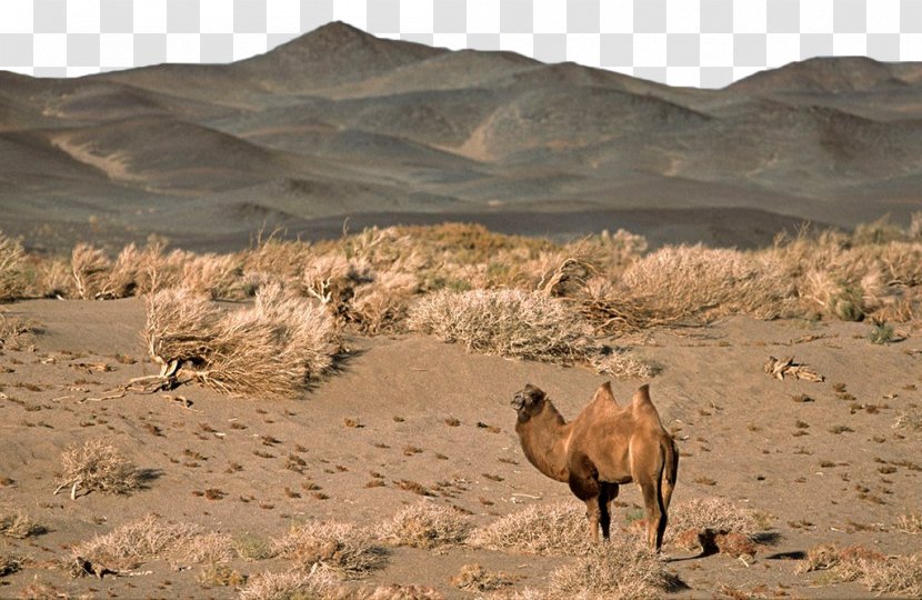 Gobi Desert Bactrian Camel Dromedary Lop Nur Taklamakan - Mongolia - Prairie On The Transparent PNG