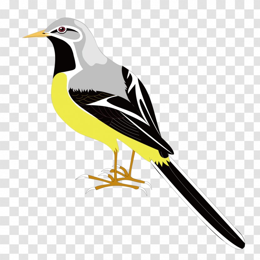 Bird Clip Art - Fauna - Vector Gray Sparrow Transparent PNG