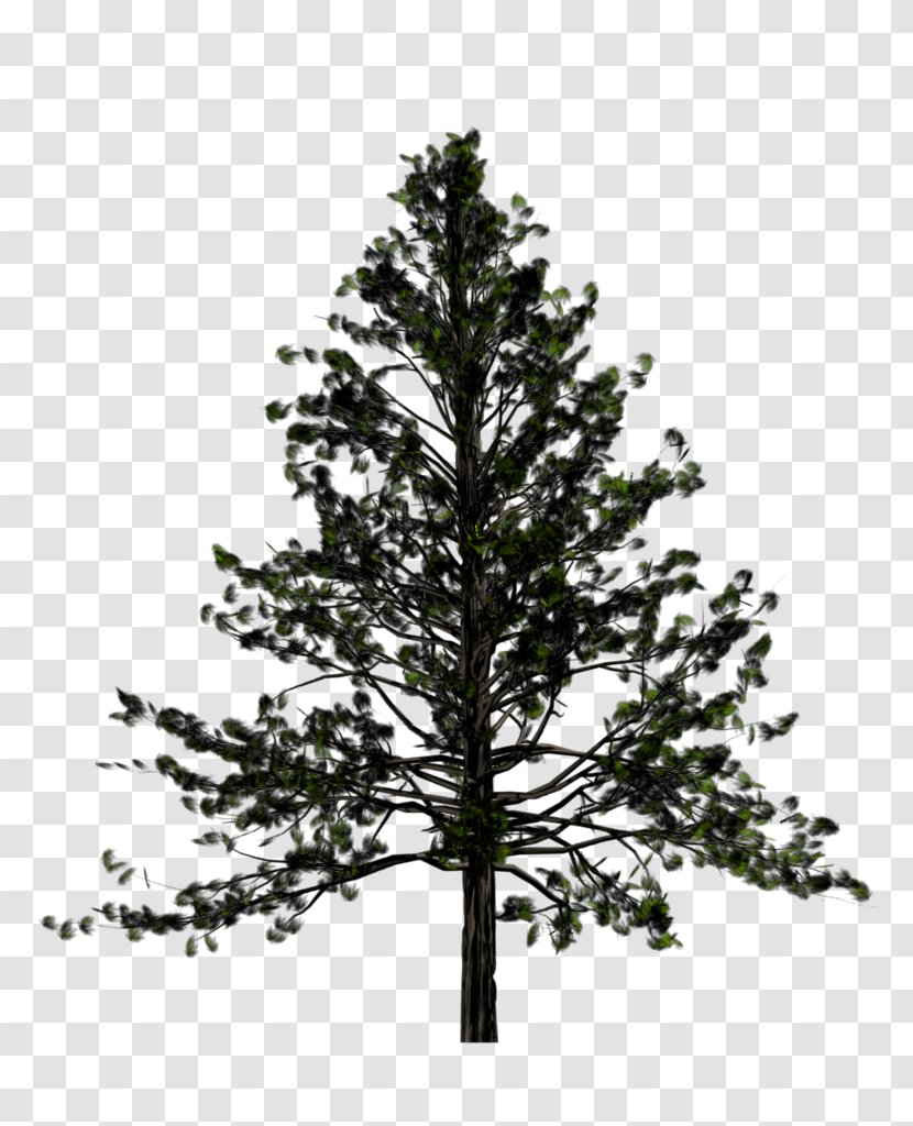 Tree Pine Fir Conifers - Drawing - Fir-Tree Free Download Transparent PNG