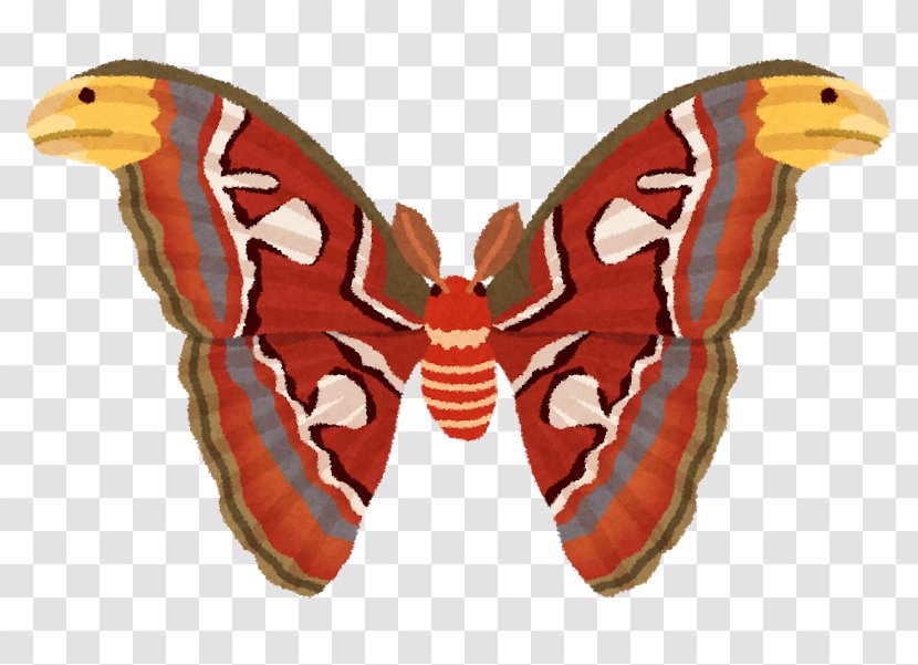 Atlas Moth Butterfly Summer Night - Invertebrate Transparent PNG