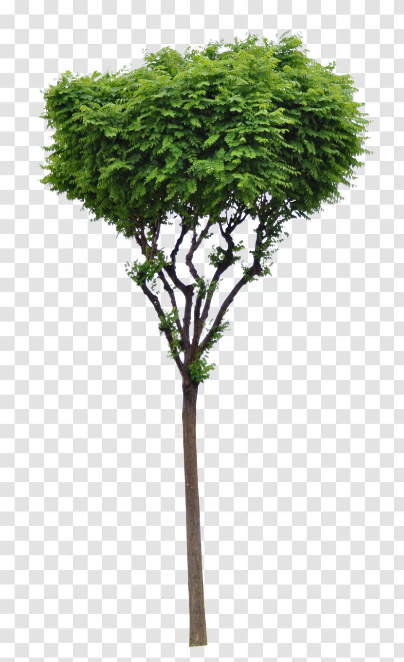 Tree Woody Plant Evergreen Branch - Houseplant - Trees Transparent PNG