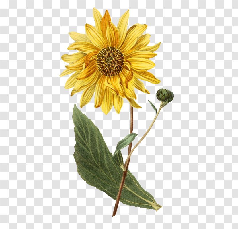 Botanical Illustration Botany Common Sunflower Helianthus Atrorubens - Yellow - Plant Transparent PNG