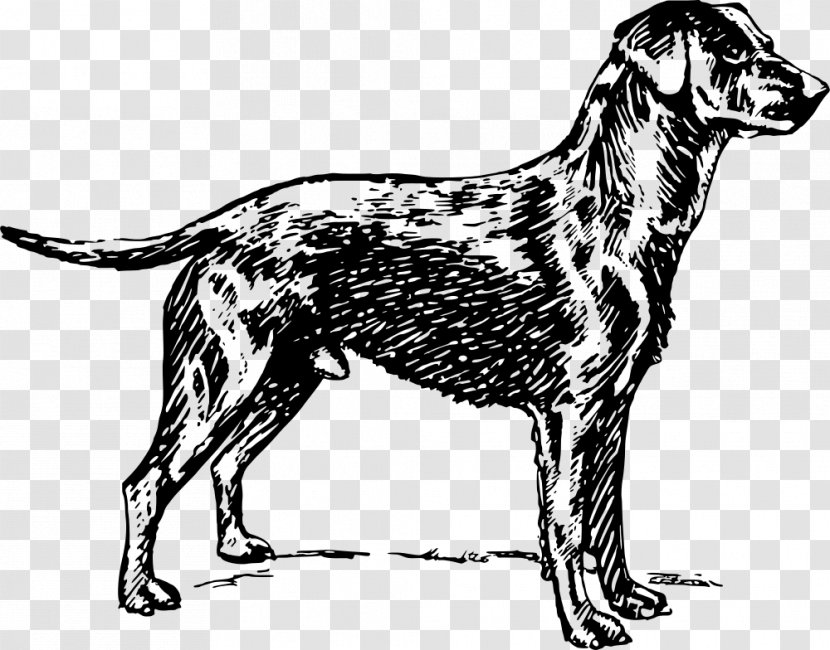 Dog Breed Labrador Retriever Golden Sporting Group - Mammal Transparent PNG