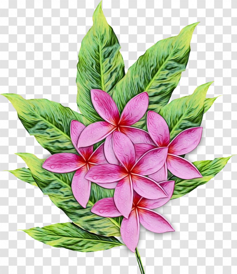 Floral Design - Frangipani - Perennial Plant Artificial Flower Transparent PNG