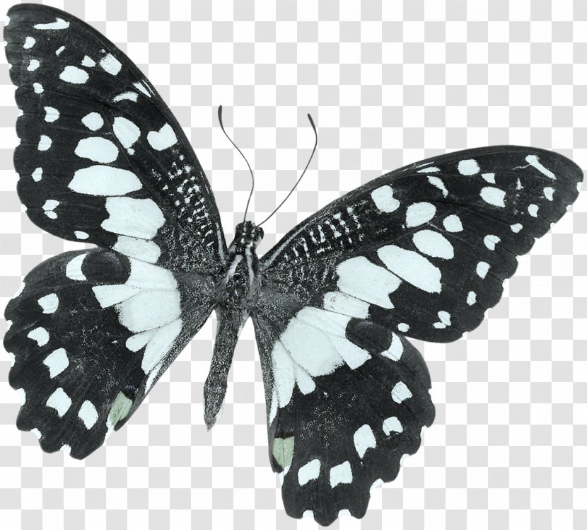 Monarch Butterfly Moth Black And White Papilio Demoleus - Photography - Beautiful Transparent PNG