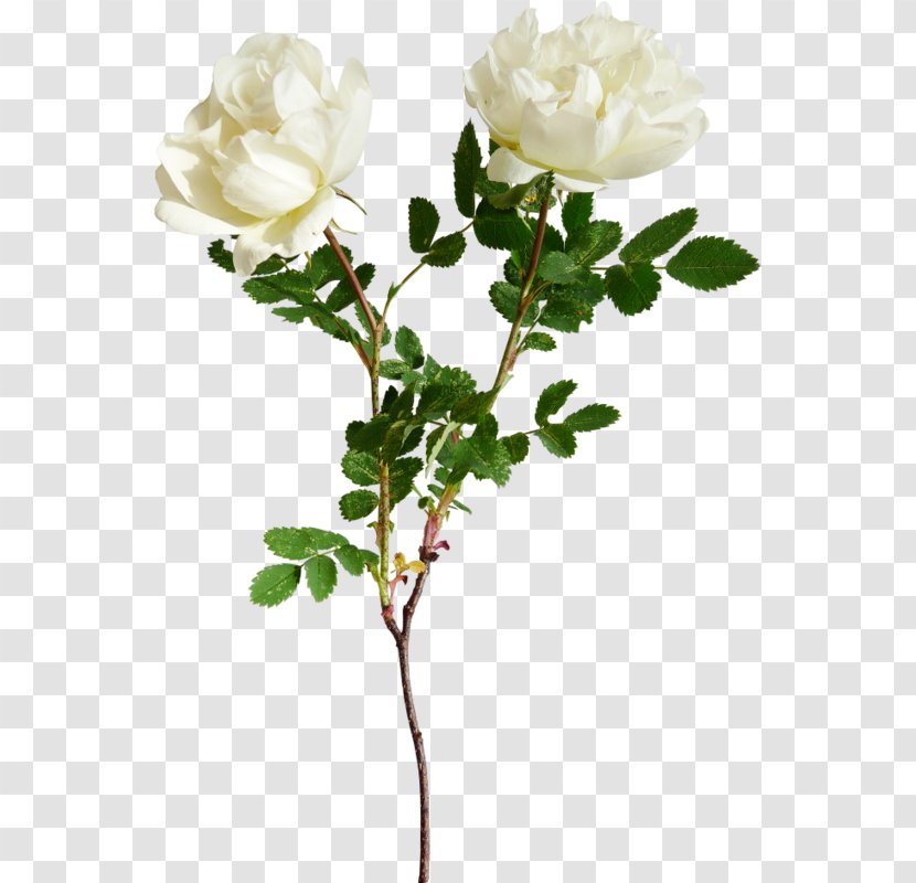 Garden Roses Flower Clip Art Image - Cut Flowers - Rose Transparent PNG