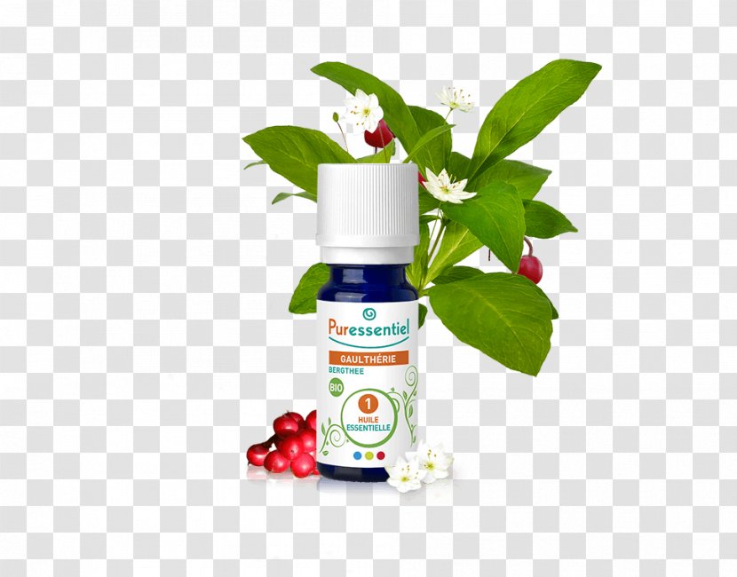 Essential Oil American Wintergreen Ravensara Aromatica Aromatherapy - Heel Transparent PNG