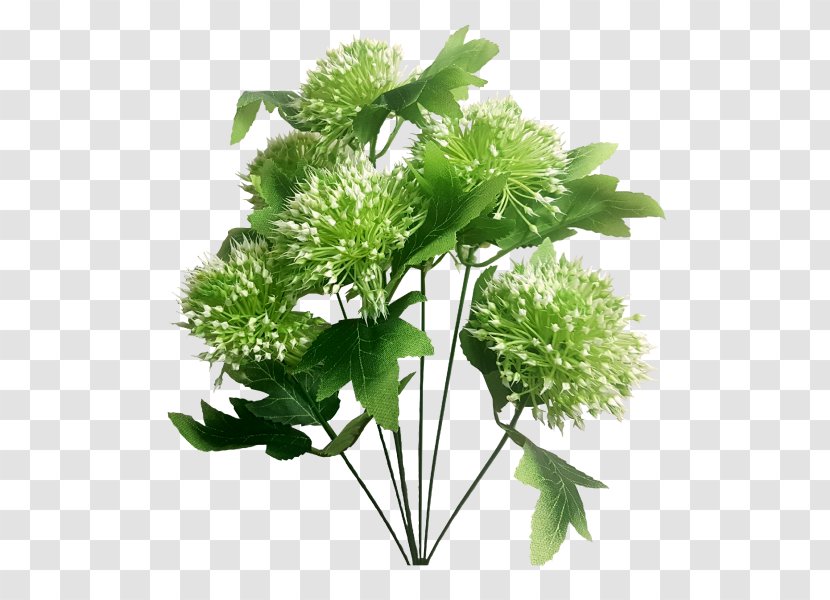 Parsley Herbalism Flower - Plant - Gypsophila Transparent PNG