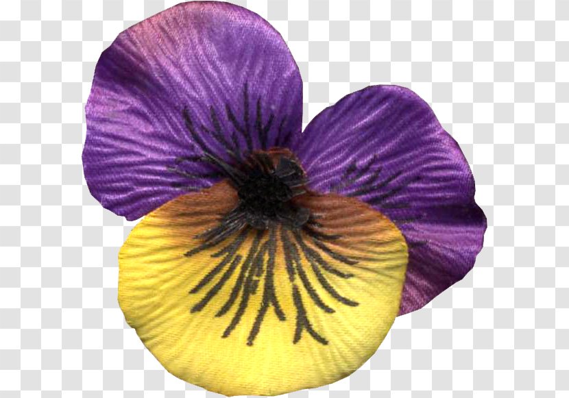 Pansy Violet Petal - Flower Transparent PNG