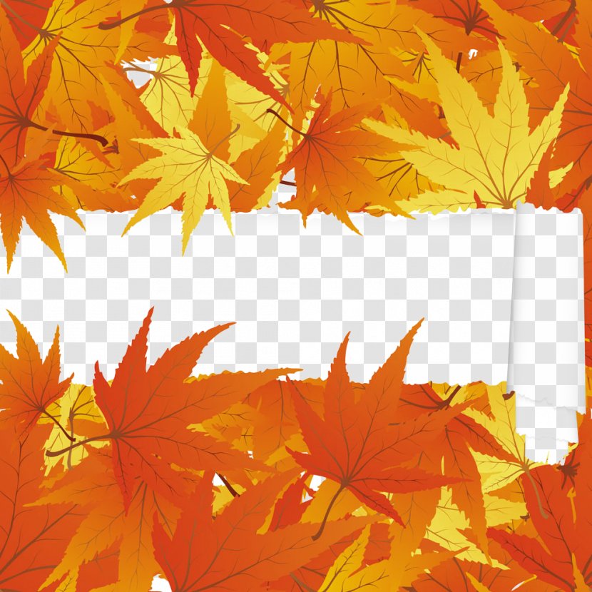 Japanese Maple Leaf Autumn - Stock Photography Transparent PNG