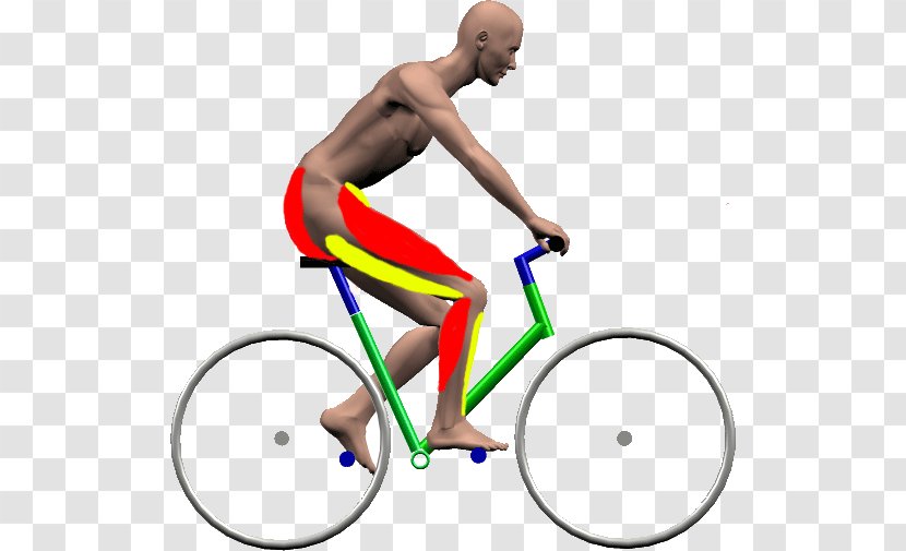Cycling Bicycle Frames Wheels Muscular System - Muscle Transparent PNG