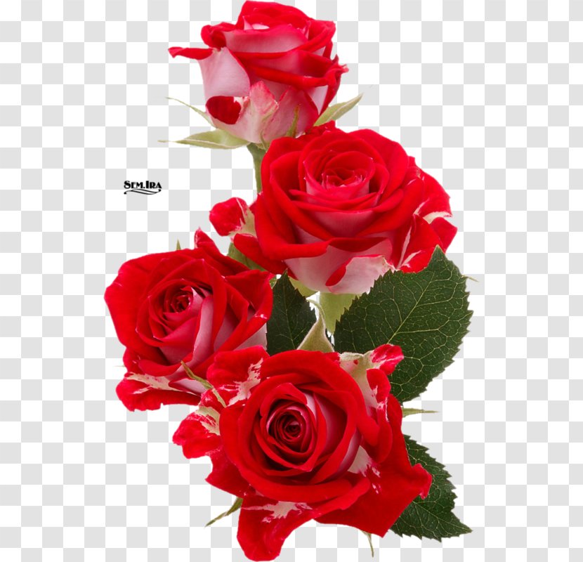 Rose Flower Bouquet Cut Flowers - Floral Design Transparent PNG