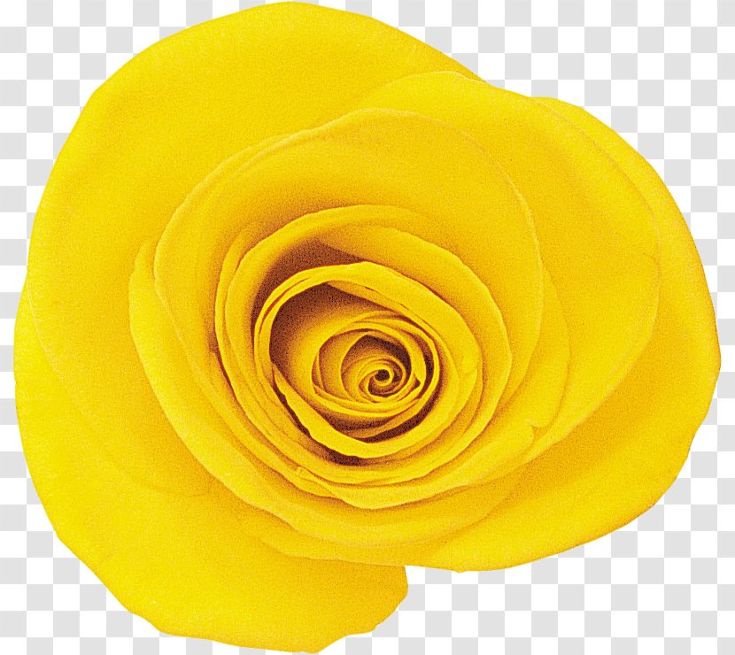 Garden Roses Cut Flowers Petal - Yellow - Rose Transparent PNG