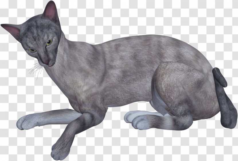 Korat Russian Blue Domestic Short-haired Cat Whiskers - Grey - Gray Transparent PNG