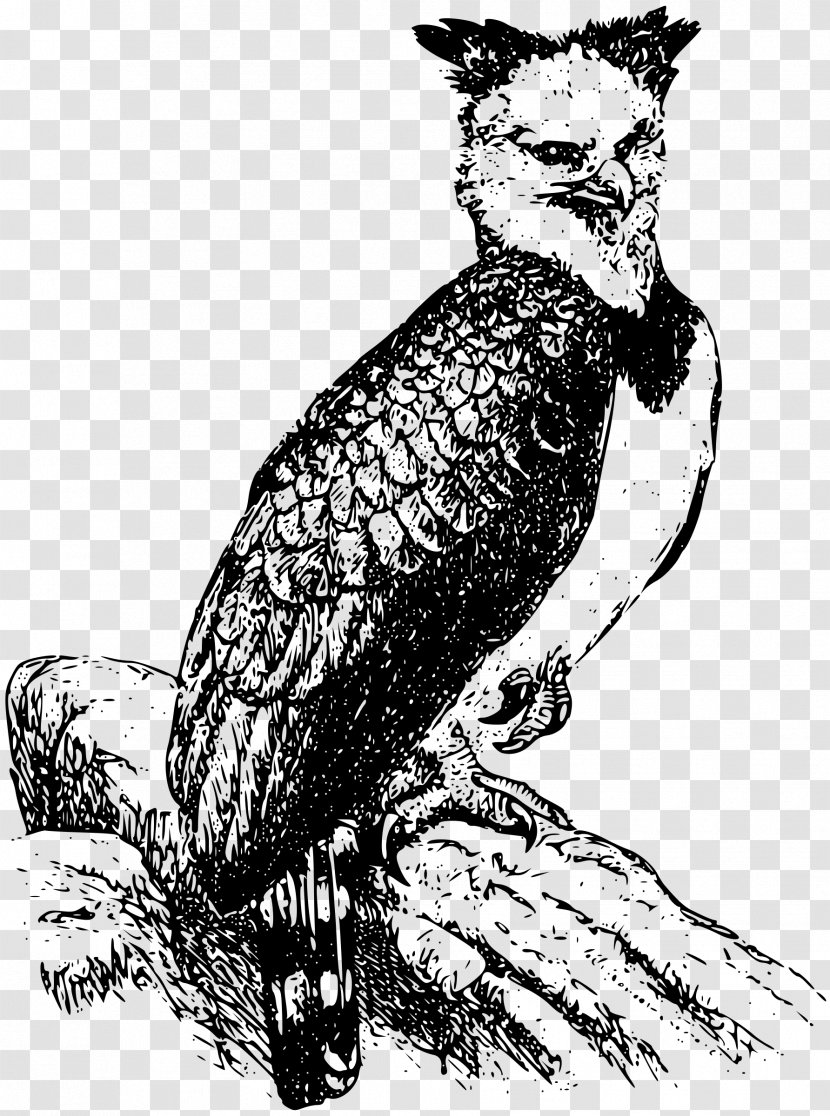Bald Eagle Harpy Clip Art - Tree Transparent PNG