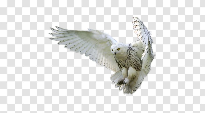 Snowy Owl Bird Tawny - Beak - Post Harry Potter Transparent PNG