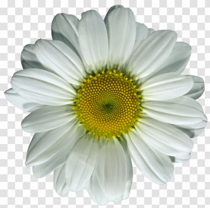 Common Daisy Flower Oxeye Clip Art - Gerbera Transparent PNG