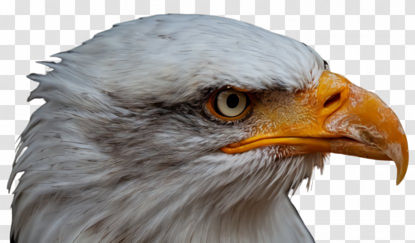 Beak Bird Eagle Bald Of Prey - Buzzard Closeup Transparent PNG