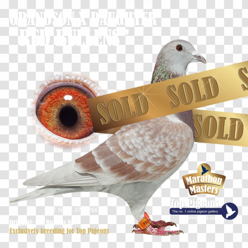 Son Collage Brother Daughter Feather - Beak - Red Sold Out Transparent PNG