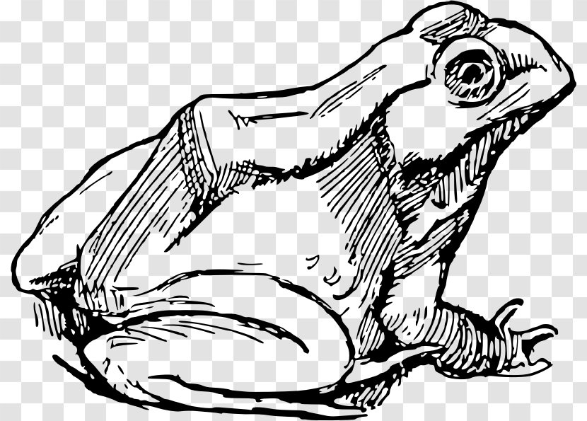 Frog Drawing Clip Art - Black And White Transparent PNG