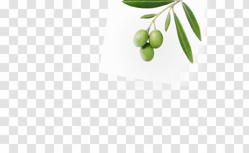 Olive Desktop Wallpaper Computer Superfood Branching - Food Transparent PNG