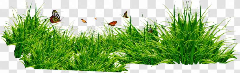 Herbaceous Plant Meadow Digital Image - Commodity - Photography Transparent PNG