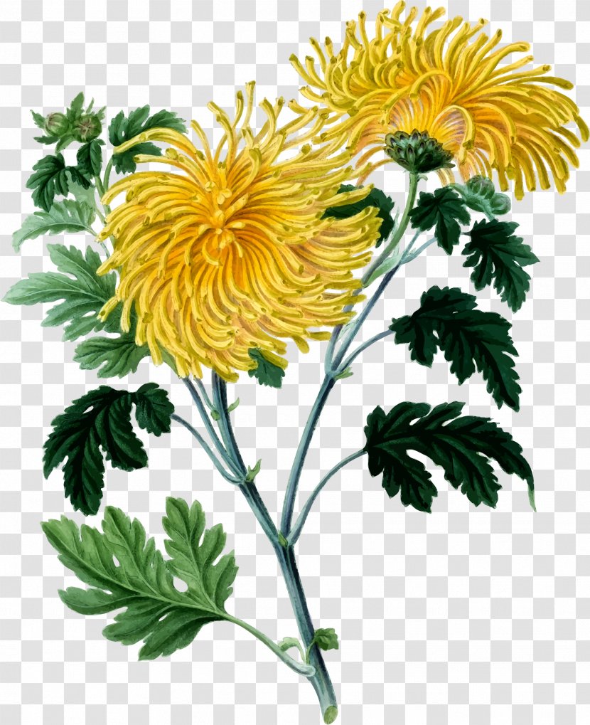 Chrysanthemum Botany Yellow Clip Art - Chrysanths Transparent PNG