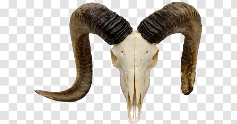 Mountain Goat Sheep Alpine Ibex Skull - Jaw - Gaot Transparent PNG