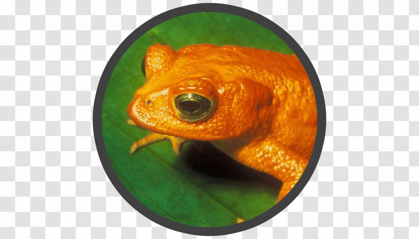 Monteverde Cloud Forest Frog Golden Toad Extinction Transparent PNG