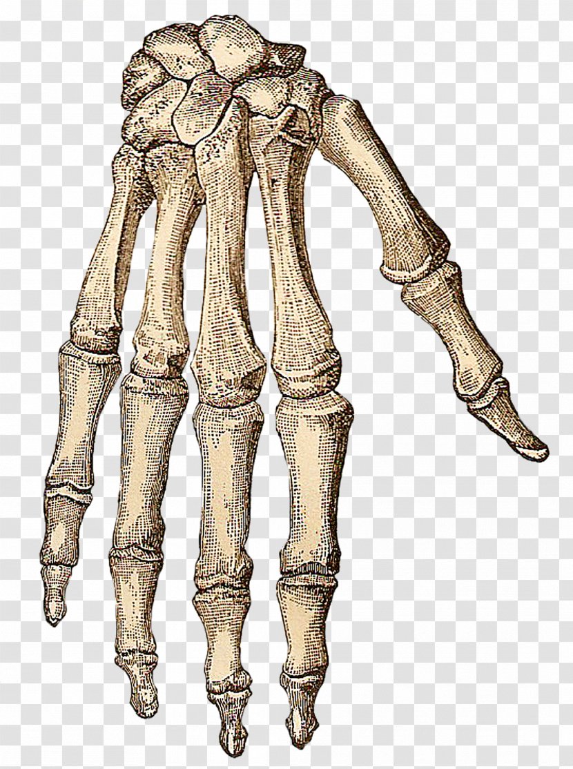 Human Skeleton Body Skull Hand Bone Transparent PNG