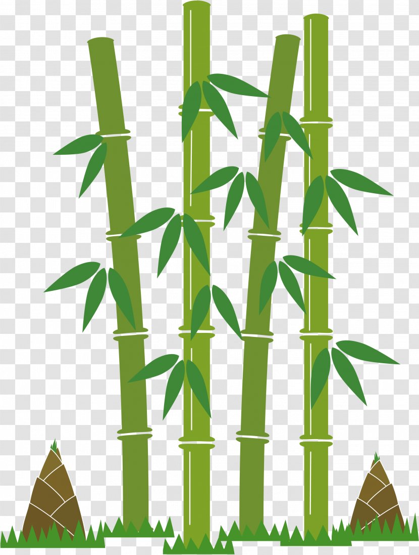 Tropical Woody Bamboos Bamboo Shoot Book Image - Copyright - Cartoon Transparent PNG