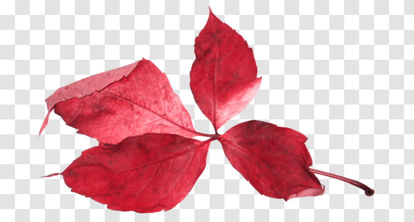 Leaf Red Flower Plant Petal Transparent PNG