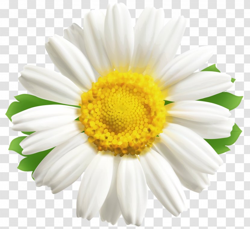 Common Daisy Flower Desktop Wallpaper Clip Art - Oxeye - Daisys Transparent PNG