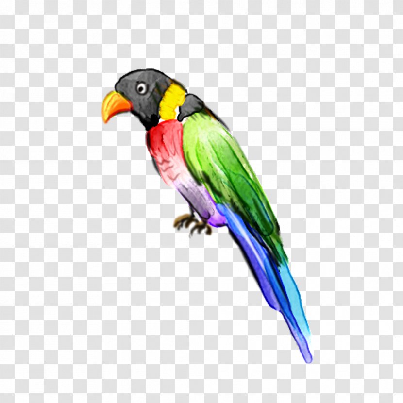 Lovebird Parrot Macaw Transparent PNG