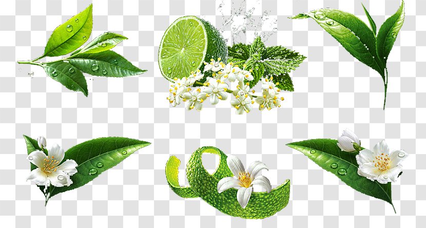 Lemon Download - Leaf - Hand-painted Flowers And Transparent PNG