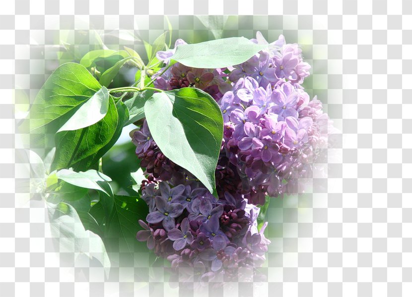 Basil - Flower Transparent PNG