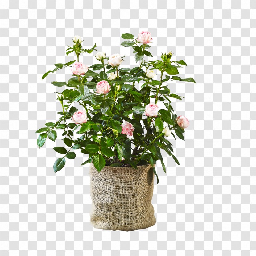 Flowerpot Cut Flowers Houseplant Agriculture Shrub - Plant - Blume Transparent PNG