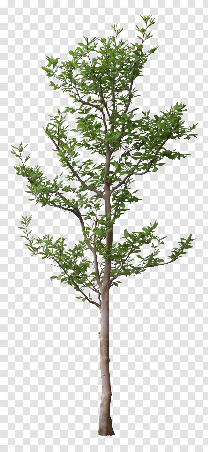 Tree Leaf Branch - Woody Plant - Luxuriant Trees Transparent PNG