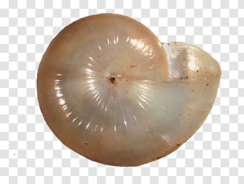 Glyphyalinia Carolinensis Virginia Nautiluses Carnegie Museums Of Pittsburgh - Snail - Mollusk Transparent PNG