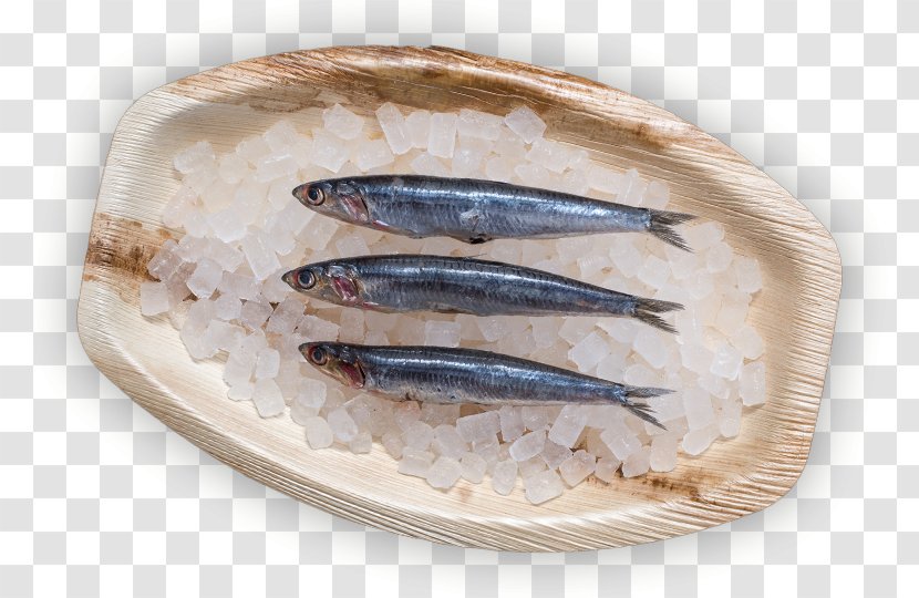 Sardine Pacific Saury Fish Products Kipper Oily - Forage Transparent PNG