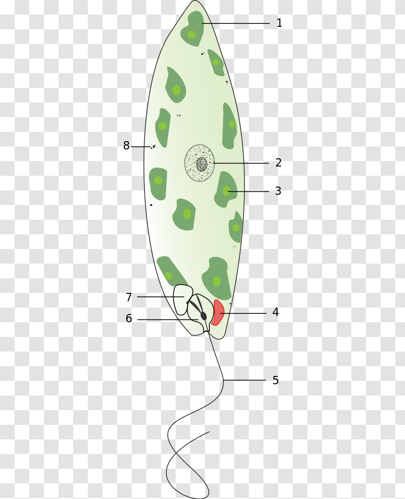 Eyespot Apparatus Chloroplast Unicellular Organism Photosynthesis Euglenoids - Euglena Viridis - Symbol Transparent PNG
