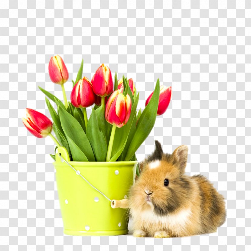 Macintosh High-definition Television 1080p Rabbit Wallpaper - Squirrel Tulips Transparent PNG