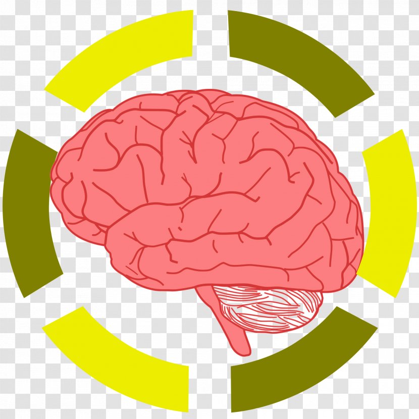 Brain Line Art Clip - Cartoon Transparent PNG