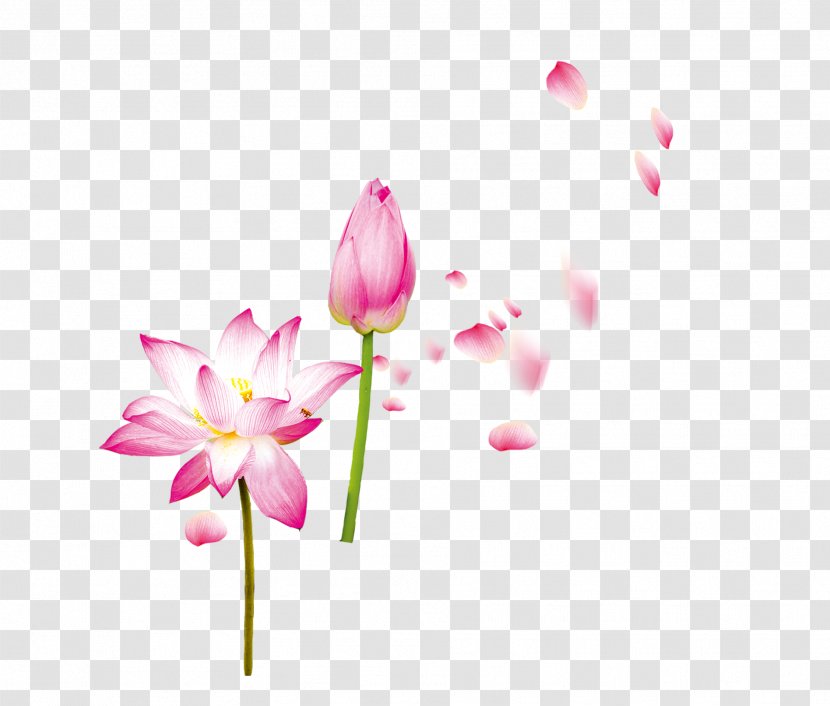 Petal Flower Nelumbo Nucifera - Floral Design - Lotus Transparent PNG